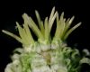 image of Castanea mollissima