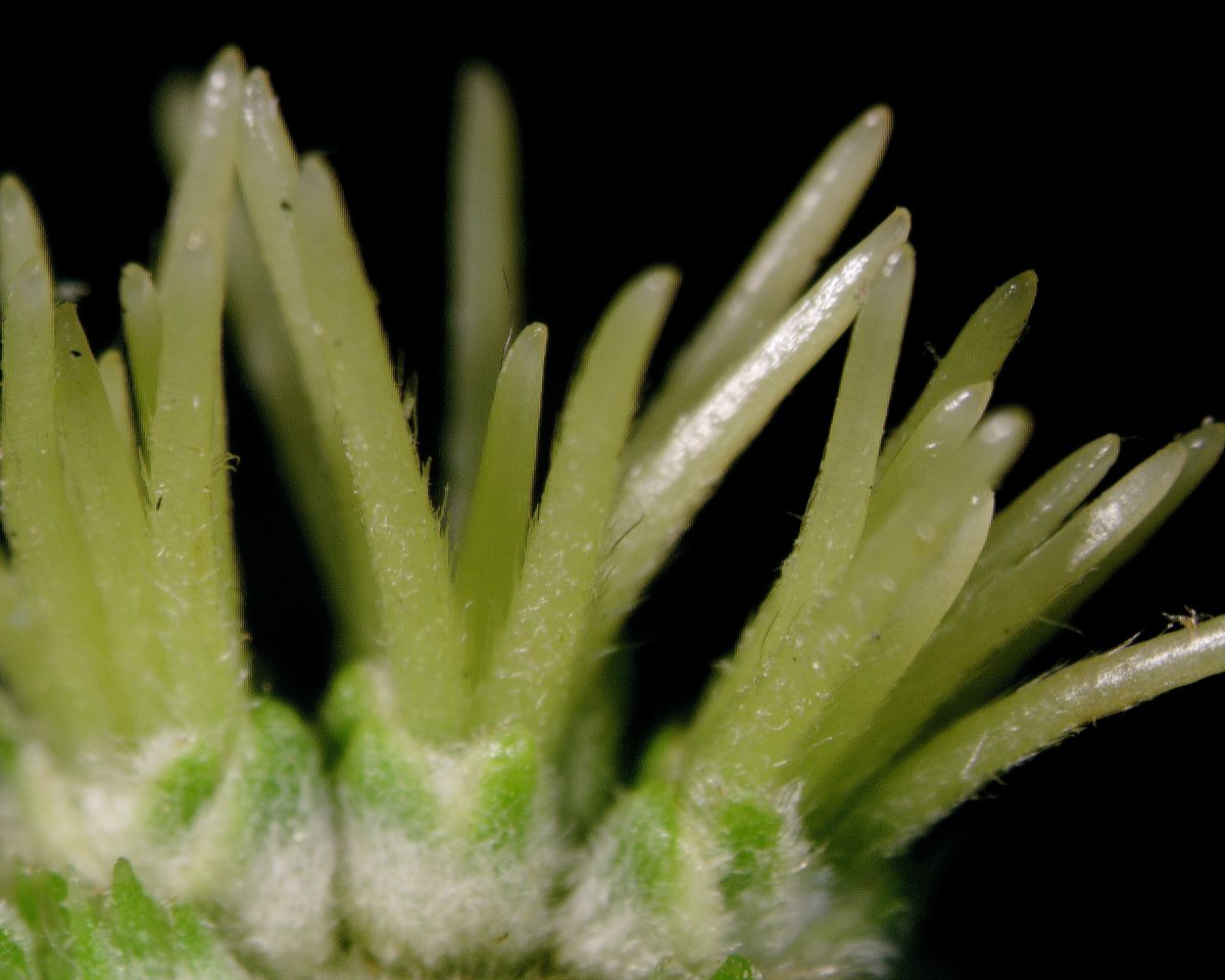Fagaceae Castanea mollissima