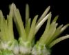 image of Castanea mollissima