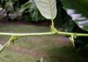 image of Castanea mollissima