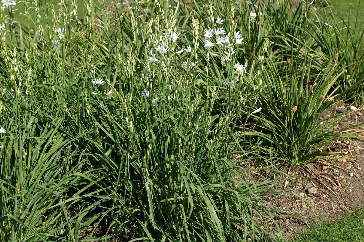 Asparagaceae Anthericum liliago