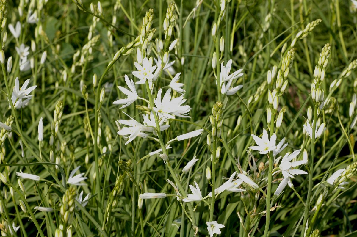 Asparagaceae Anthericum liliago