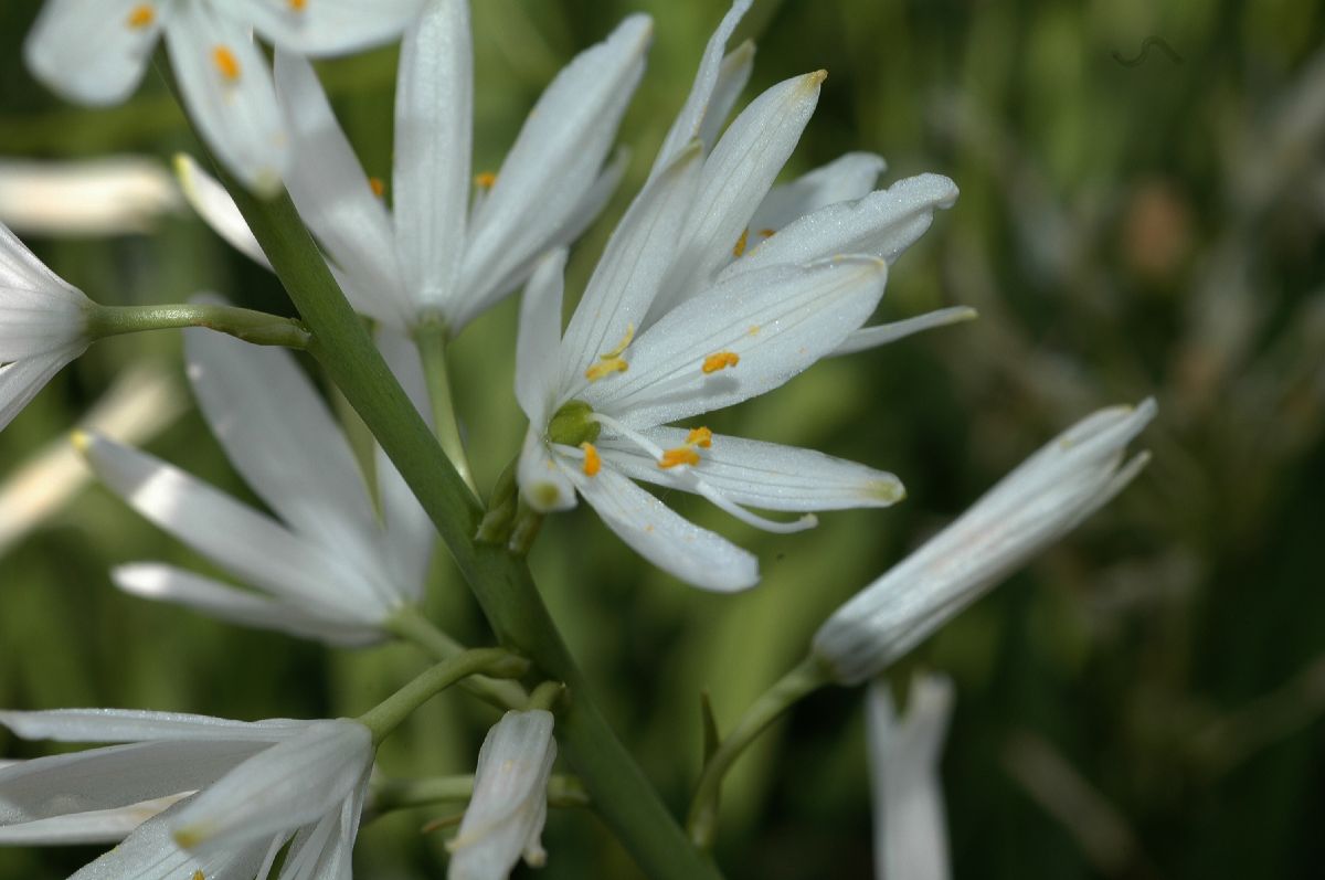 Asparagaceae Anthericum liliago