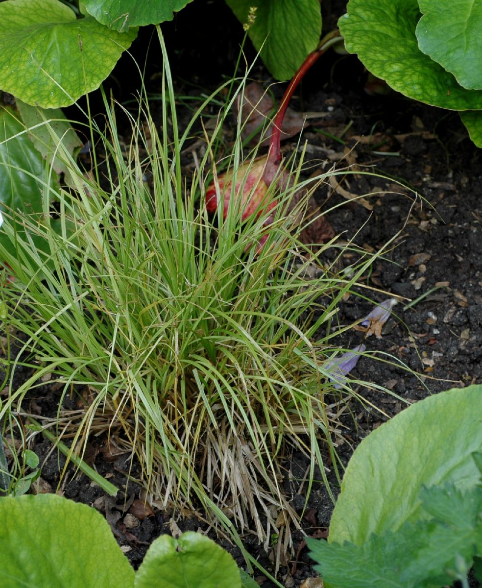 Cyperaceae Carex elongata