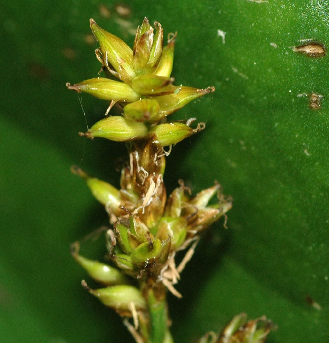 Cyperaceae Carex elongata