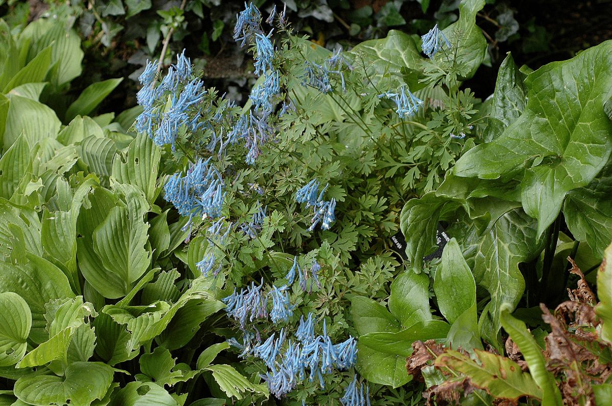 Papaveraceae Corydalis flexuosa