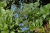 image of Corydalis flexuosa