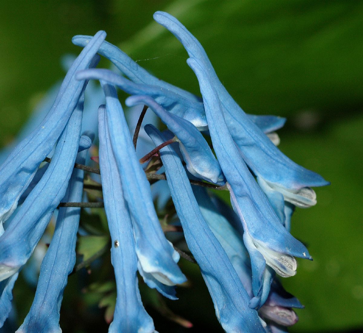Papaveraceae Corydalis flexuosa