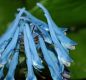 image of Corydalis flexuosa
