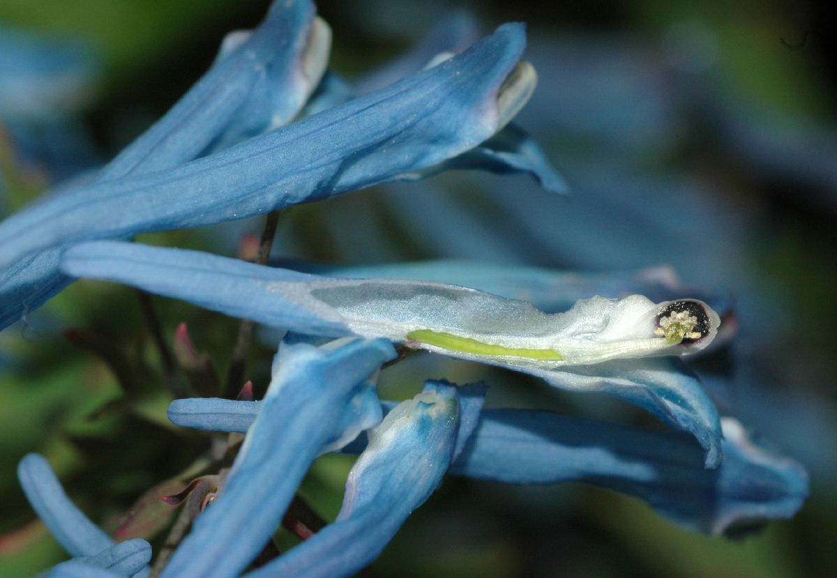 Papaveraceae Corydalis flexuosa