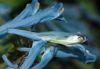 image of Corydalis flexuosa