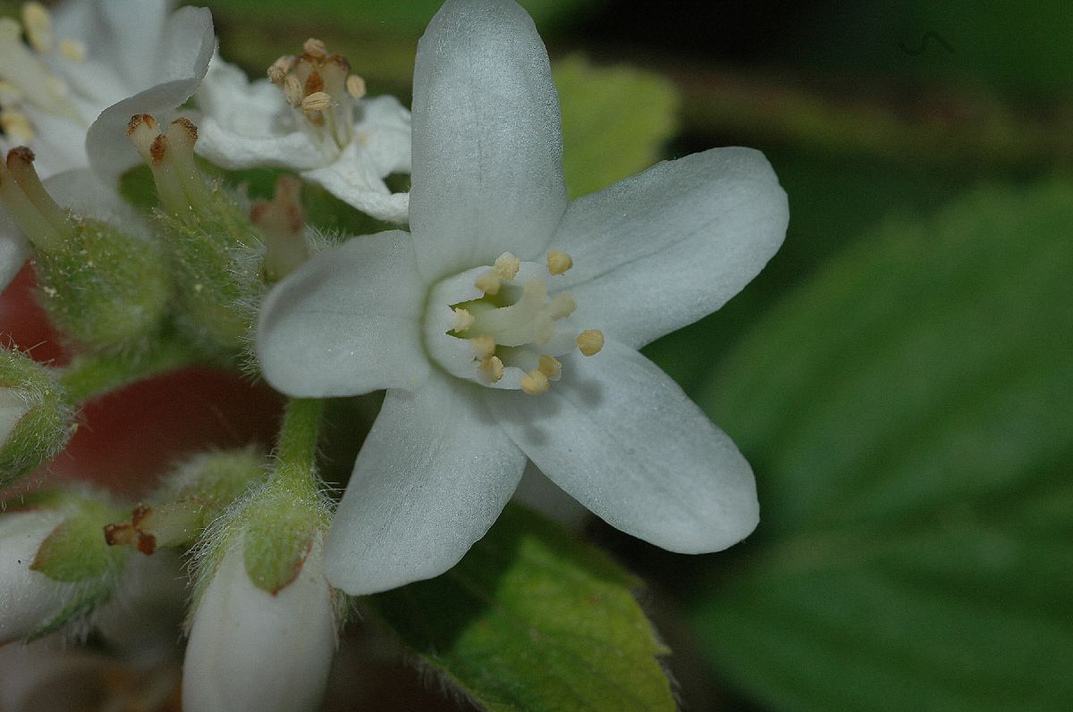 Saxifragaceae Jamesia americana