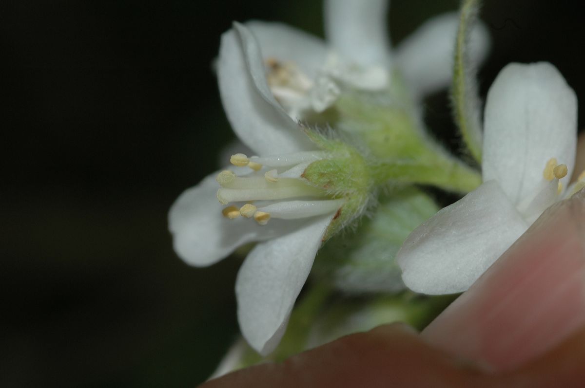 Saxifragaceae Jamesia americana