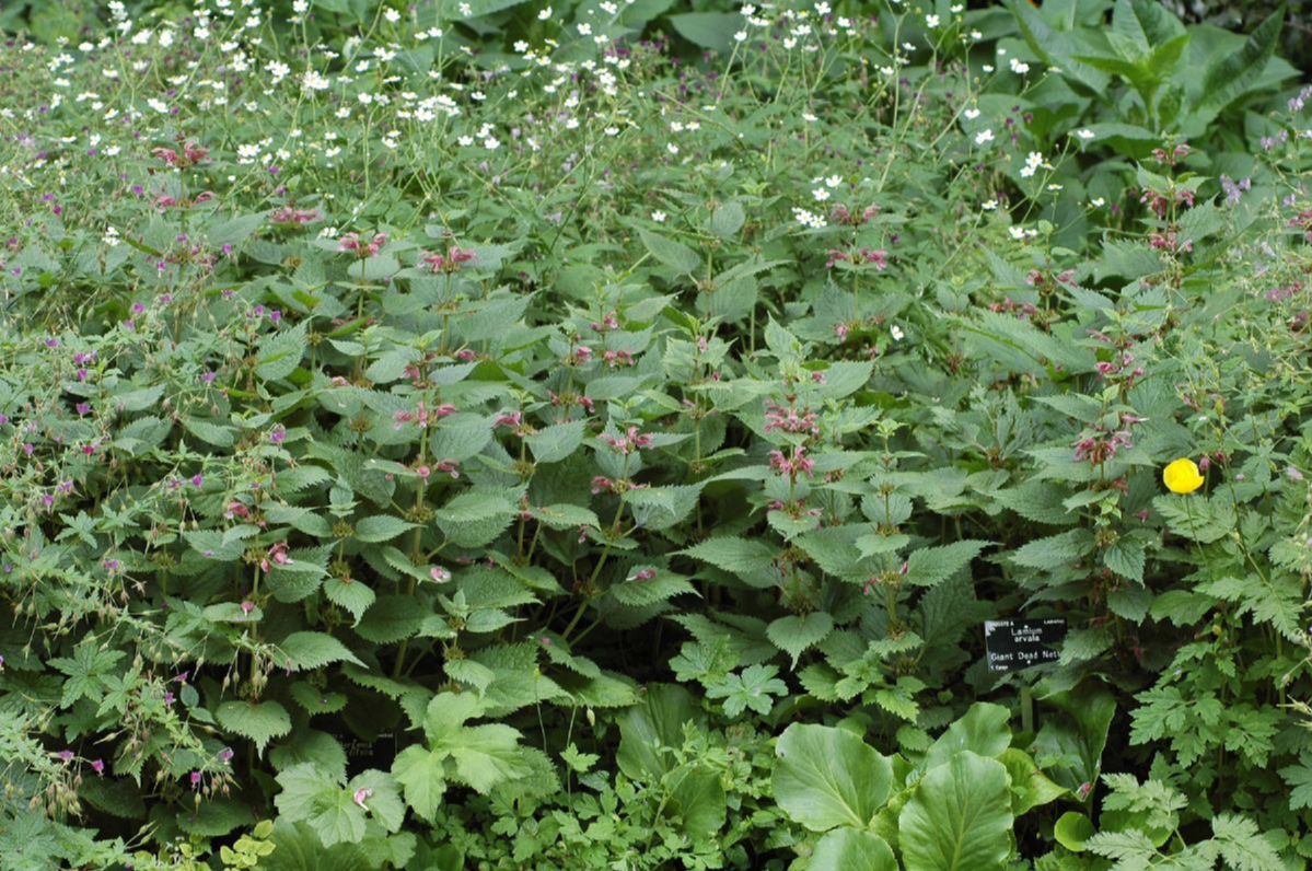Lamiaceae Lamium orvala