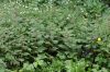 image of Lamium orvala