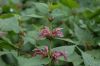 image of Lamium orvala