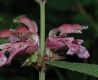 image of Lamium orvala