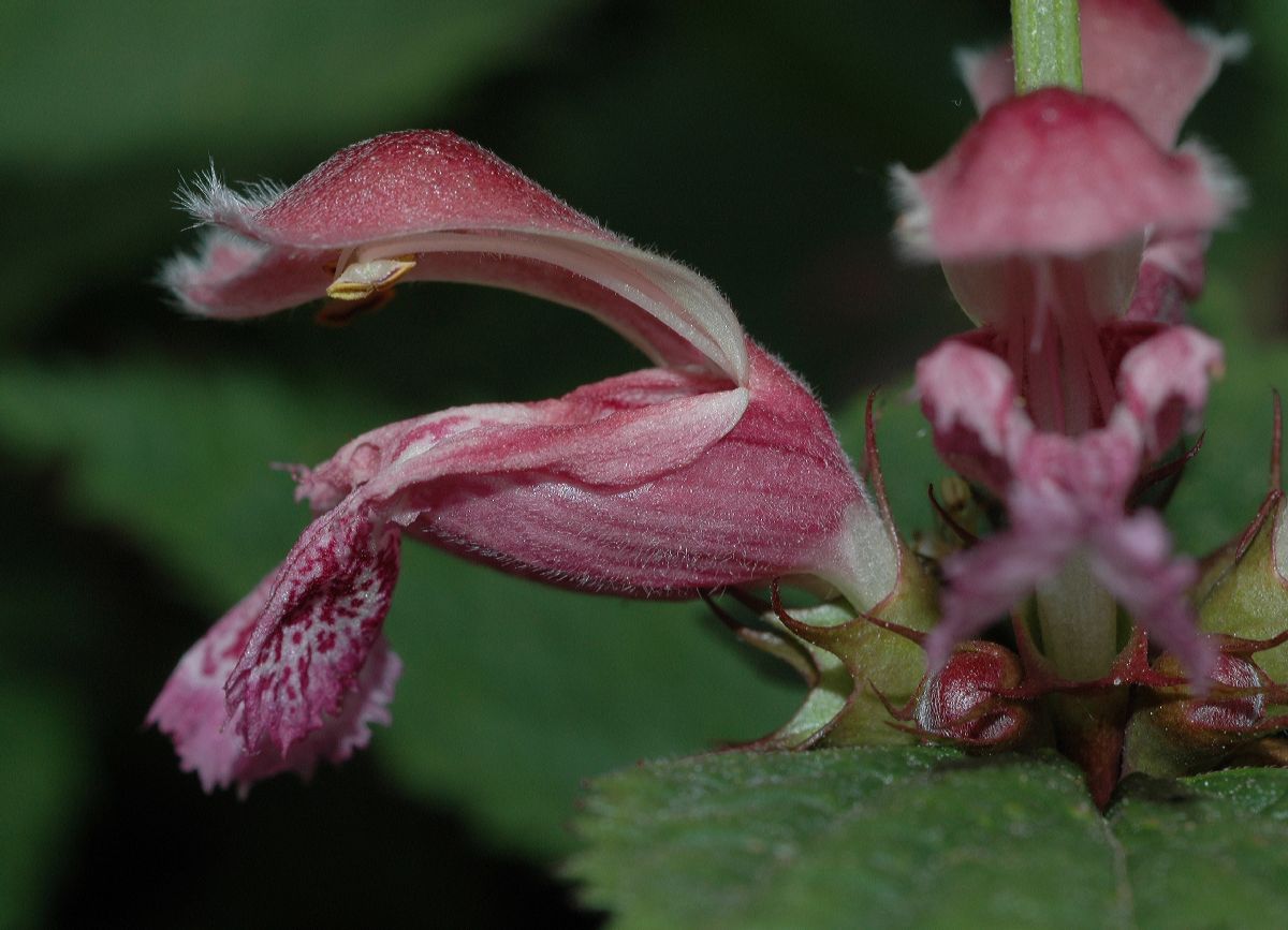 Lamiaceae Lamium orvala