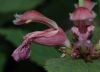 image of Lamium orvala
