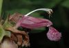 image of Lamium orvala