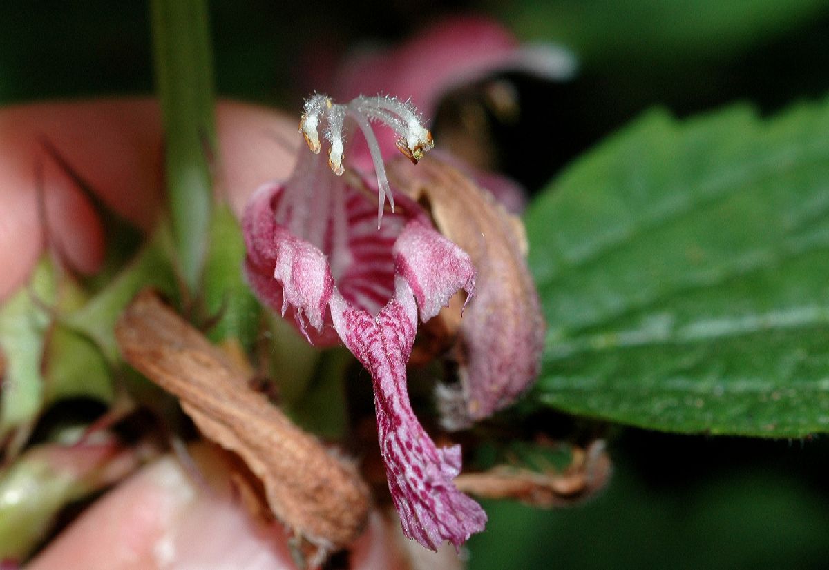 Lamiaceae Lamium orvala