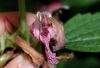 image of Lamium orvala