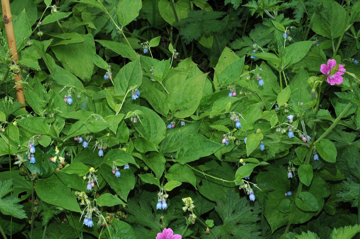 Boraginaceae Mertensia virginica