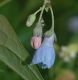 image of Mertensia virginica