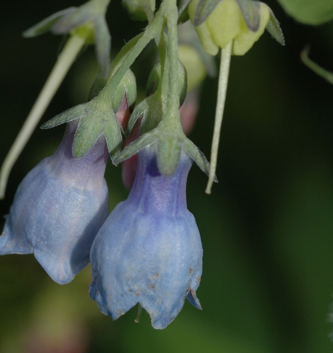 Boraginaceae Mertensia virginica