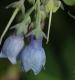 image of Mertensia virginica