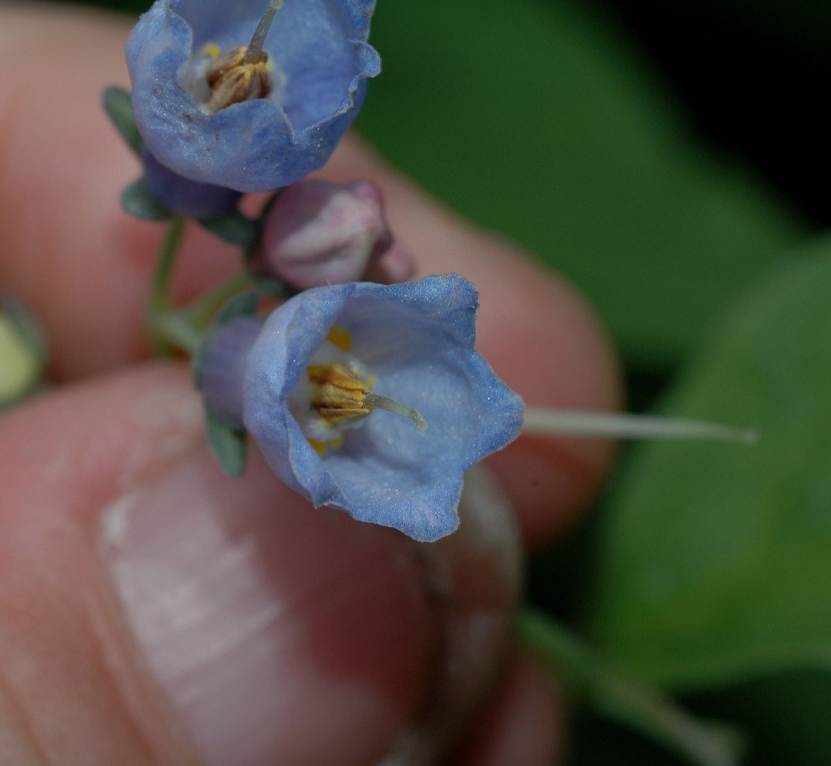 Boraginaceae Mertensia virginica