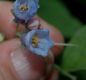 image of Mertensia virginica