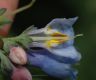 image of Mertensia virginica