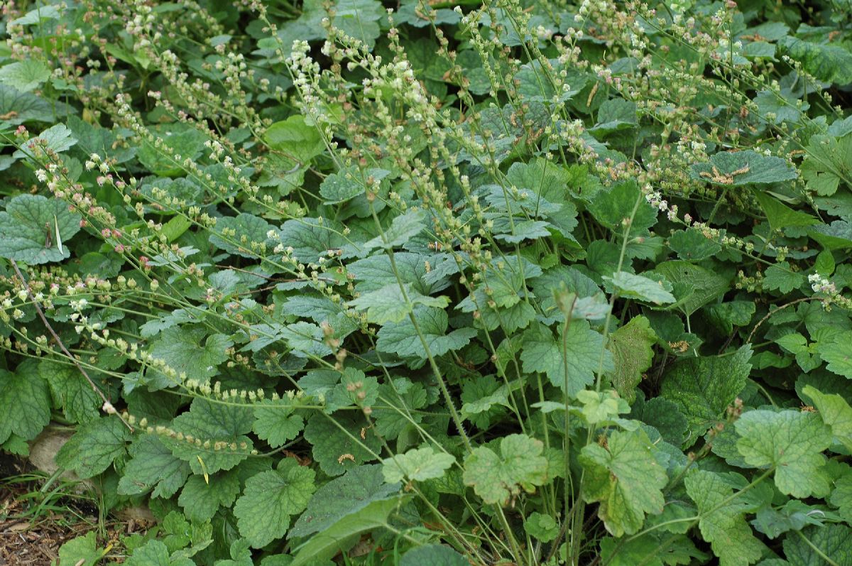 Saxifragaceae Tellima grandiflora