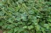 image of Tellima grandiflora