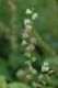 image of Tellima grandiflora