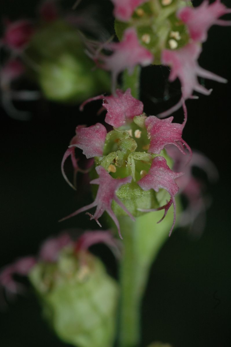 Saxifragaceae Tellima grandiflora