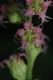 image of Tellima grandiflora
