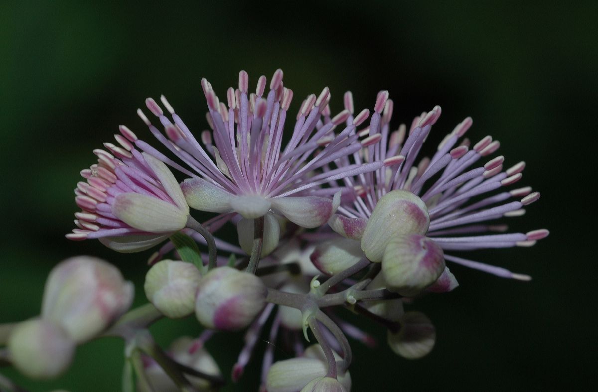 Ranunculaceae Thalictrum aquilegifolium