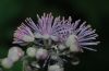 image of Thalictrum aquilegifolium