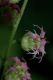 image of Tellima grandiflora
