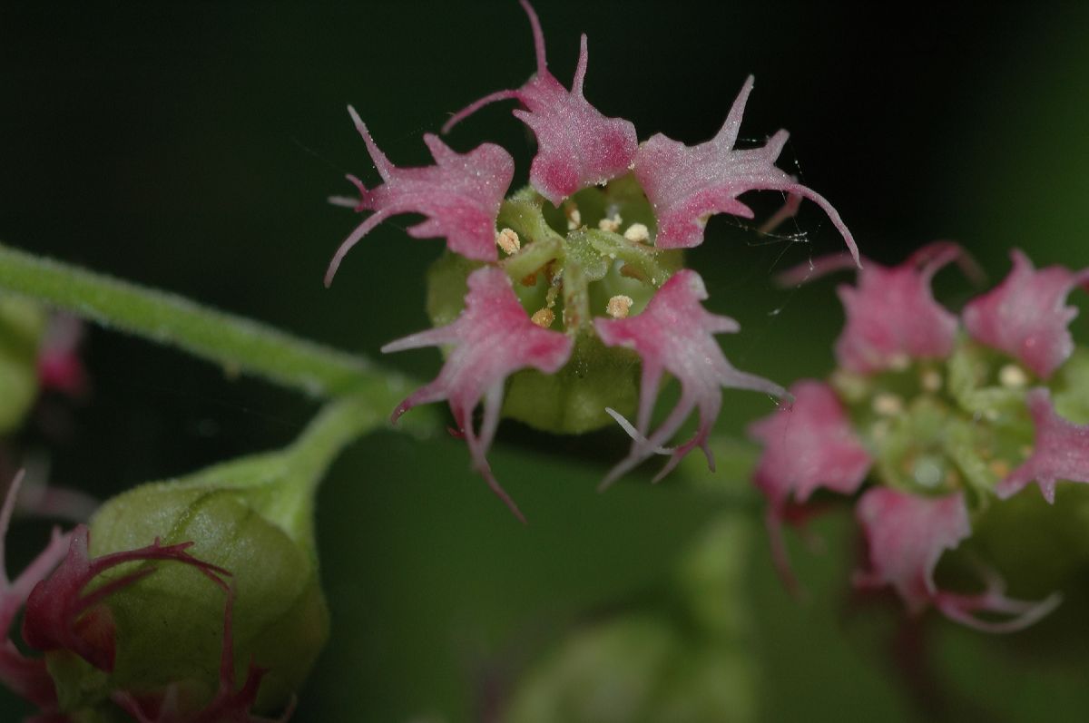 Saxifragaceae Tellima grandiflora