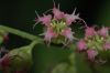 image of Tellima grandiflora