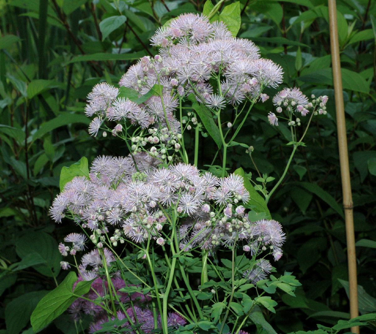 Ranunculaceae Thalictrum aquilegifolium