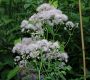 image of Thalictrum aquilegifolium