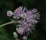 image of Thalictrum aquilegifolium