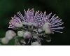 image of Thalictrum aquilegifolium