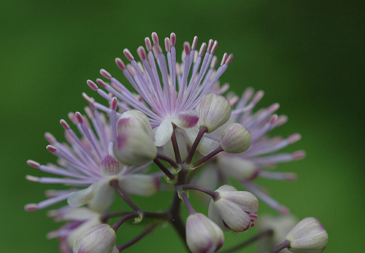 Ranunculaceae Thalictrum aquilegifolium