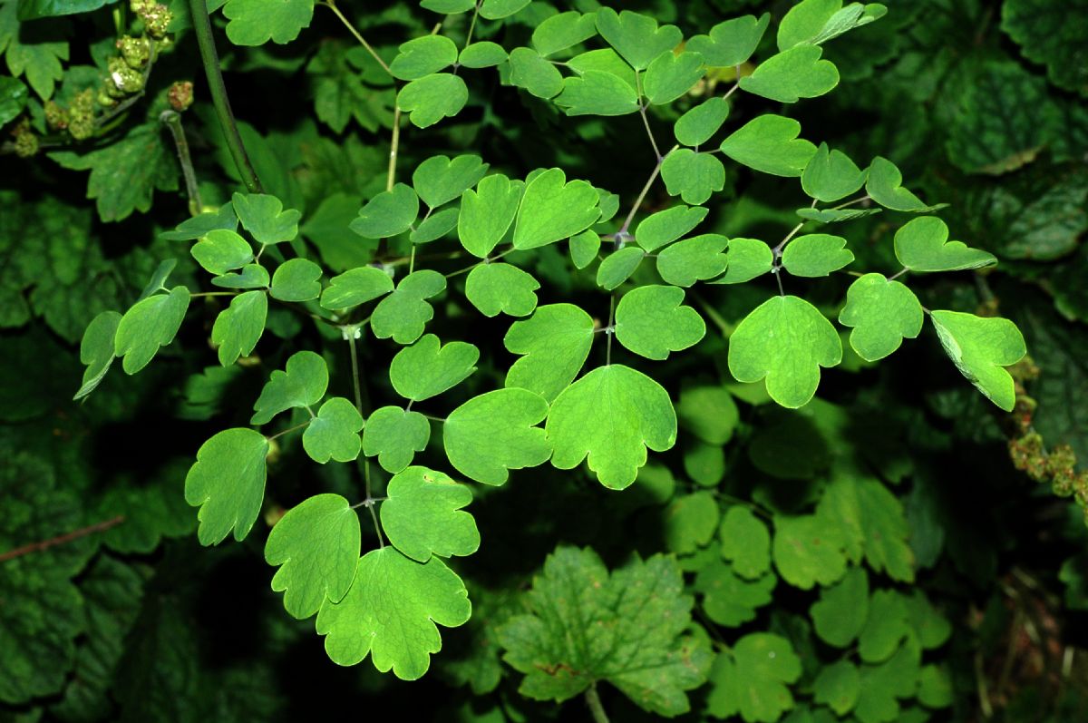 Ranunculaceae Thalictrum aquilegifolium