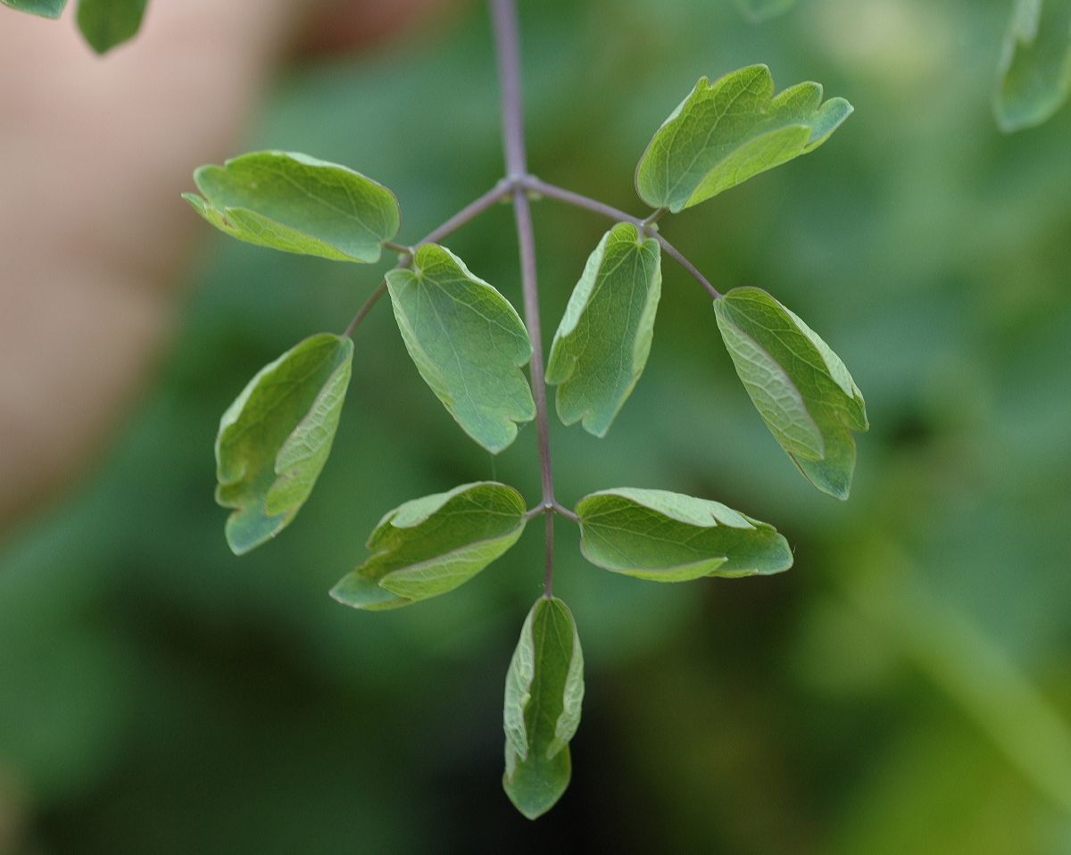 Ranunculaceae Thalictrum aquilegifolium